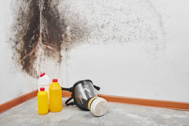 Best Home Mold Removal  in Jemison, AL