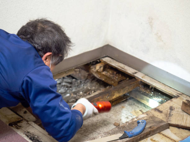 Best Mold Remediation  in Jemison, AL