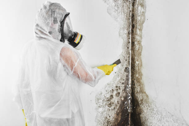 Best Residential Mold Removal  in Jemison, AL