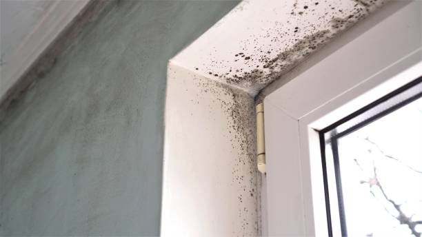 Best Certified Mold Removal  in Jemison, AL