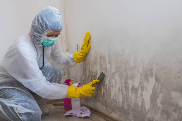 Attic Mold Removal in Jemison, AL