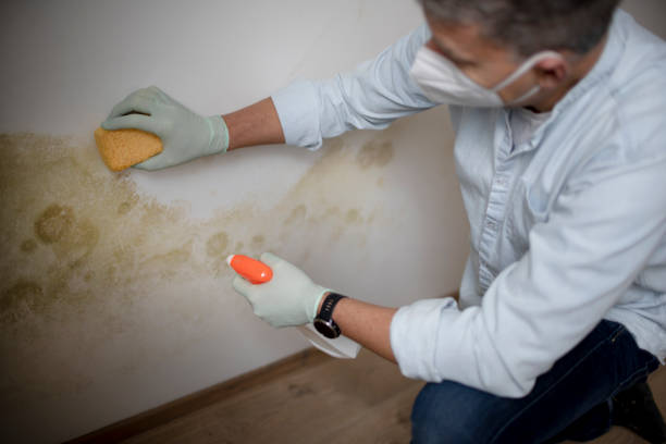 Best Toxic Mold Removal  in Jemison, AL
