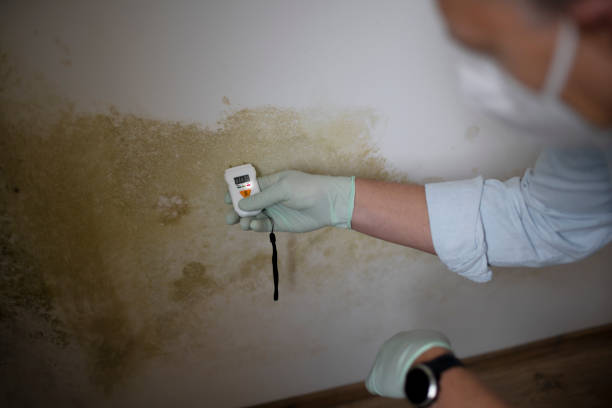 Best Toxic Mold Removal  in Jemison, AL