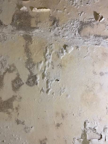 Best Office Mold Removal Services  in Jemison, AL