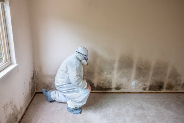 Best Mold Damage Repair  in Jemison, AL