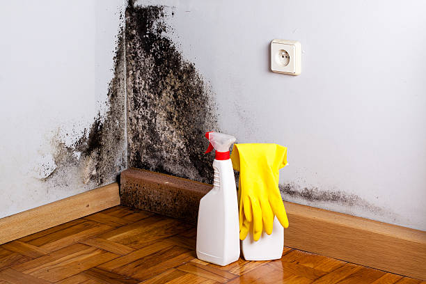 Best Affordable Mold Removal  in Jemison, AL